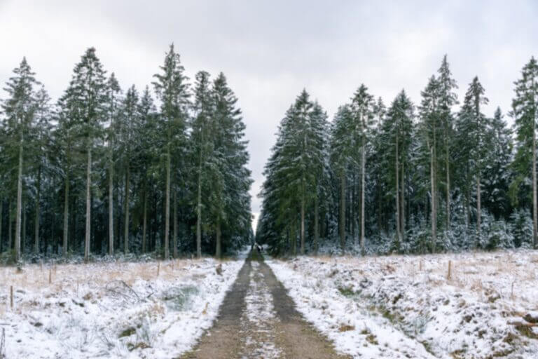 Snowy evergreens on edge of forest