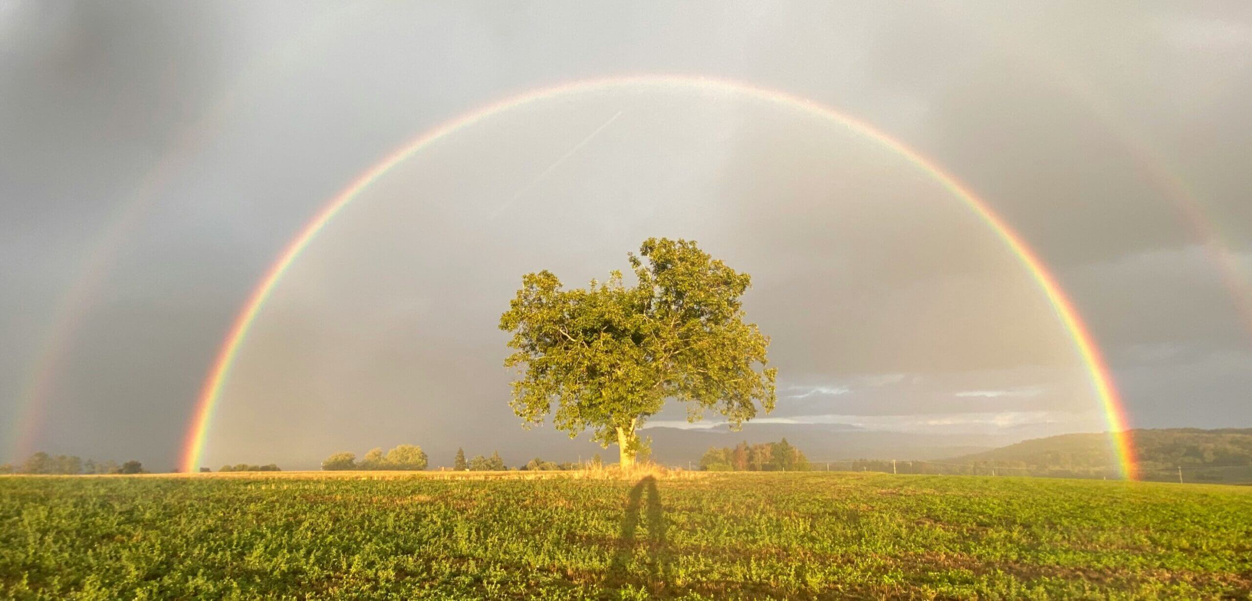 green grass field with rainbow